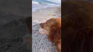 When this dog is tired she digs a hole and watches the sea 😍😍 #animals #cute #funny #dog #shorts