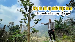 Cây đu đủ 16 cành khủng ở làng đất sét bản Chang, Cao Bằng - Travel Cao Bang Vietnam