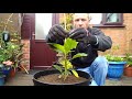Planting Brugmansia and Brassaiopsis mitis.