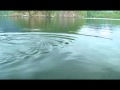 Killer whales attacking seal close to boat