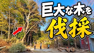 江戸〜明治⁉️古い農機具　千歯こき　古民家カフェ等に⭕️⭕️　ジャンクガーデン Old Folk House] We finally cut down the giant tree in the garden