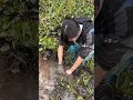 Eelfish catching skills #foryouシ #eelfish #catching #nature #videoreelsシ