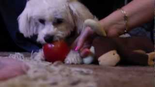 Adorable Puppy VS Fruit