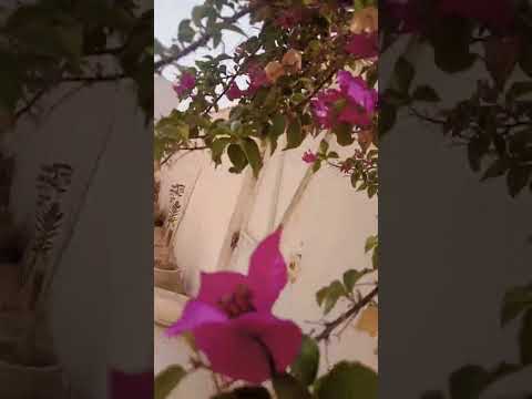 نغم سوري عليك الناس تنافسني بصوت فرقة تكات فضلا اشترك و اعجاب مع نشر اامحتوى