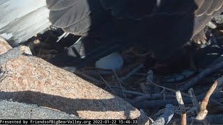 Big Bear Eagles ~ Jackie LAYS Her First Egg Of The 2022 Season! 💕💕 Tea Kettle Whistle!! 1.22.22