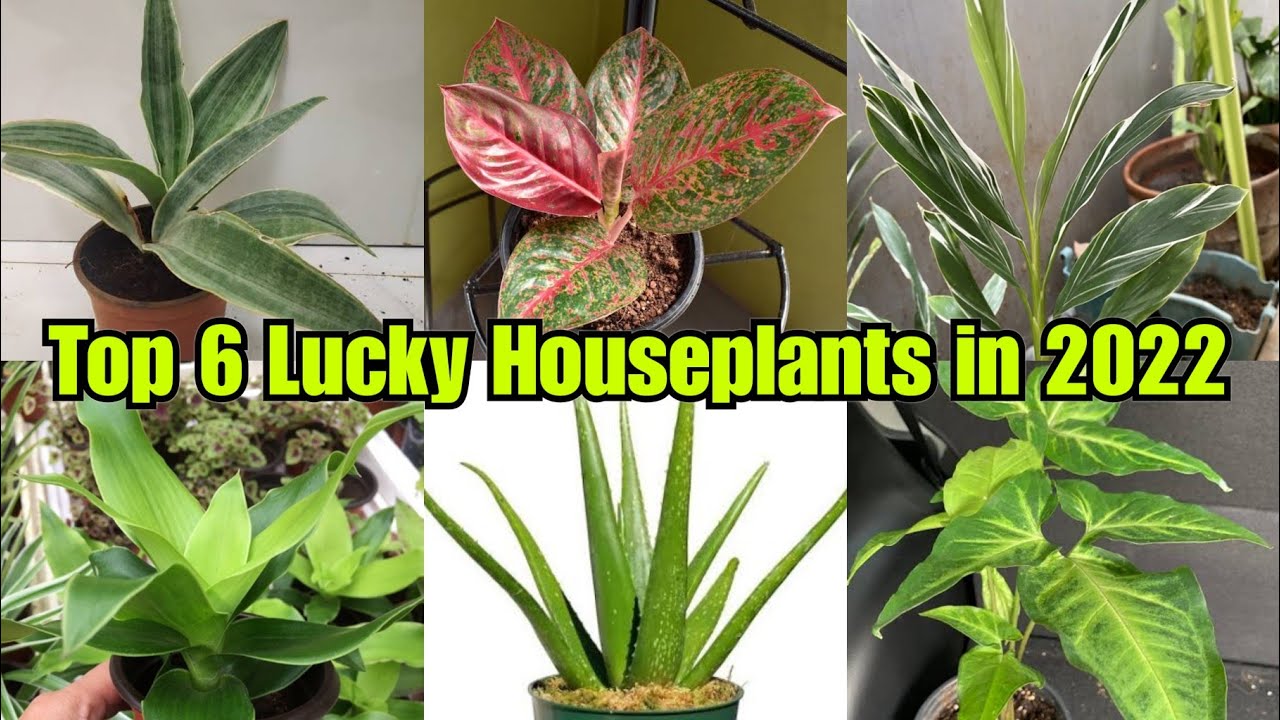 Top 6 Lucky House Plants for Wealth in 2022 A Must Have Indoor Plants