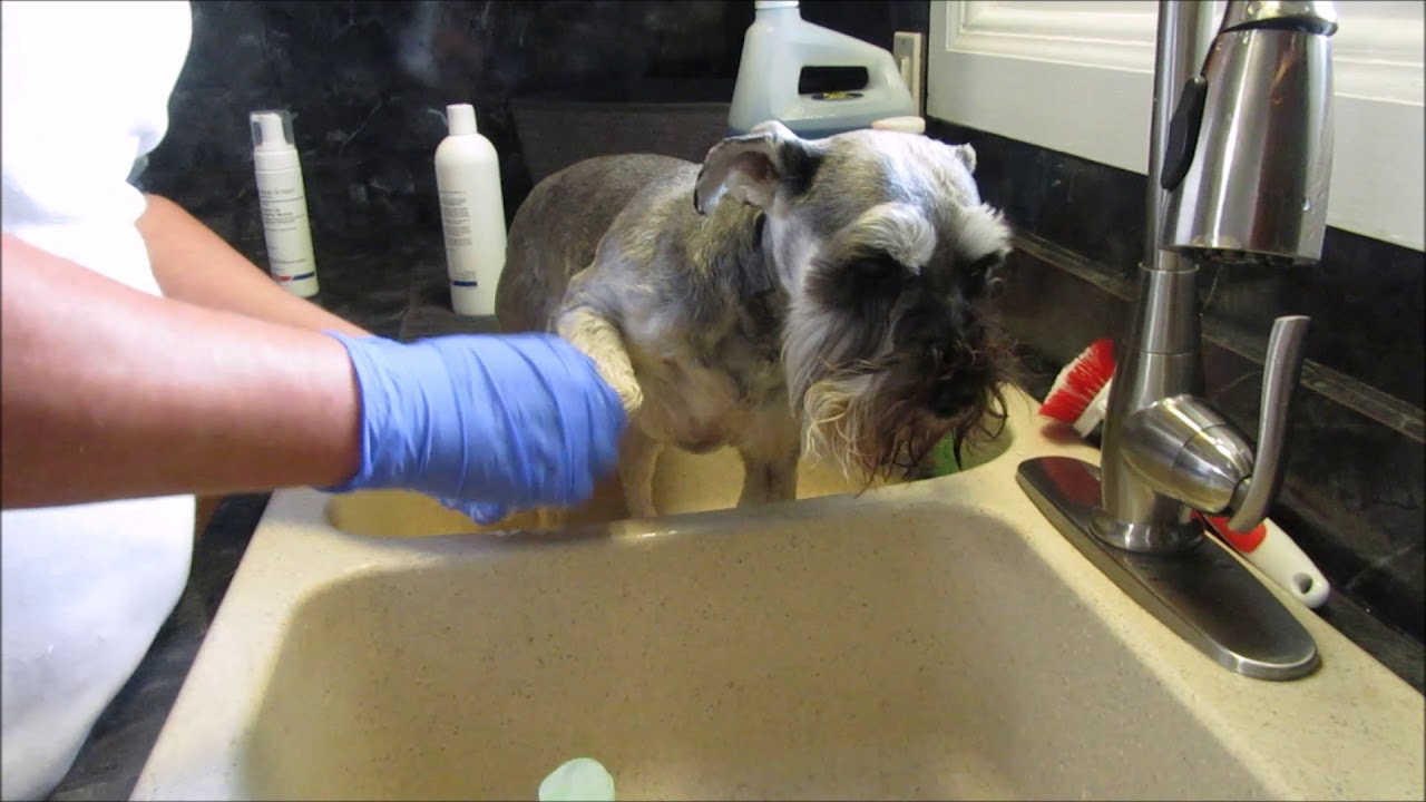 How Often Should I Shower My Schnauzer
