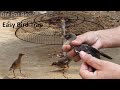 Myna bird trapping Quickly with FAN Guard | Easy Bird trapping with FAN Guard | Quick Bird Trapping