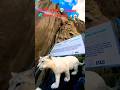 #snowleopard whitish rarest coloured wandaring on the trail  meadows thagas below twin pyramid cones