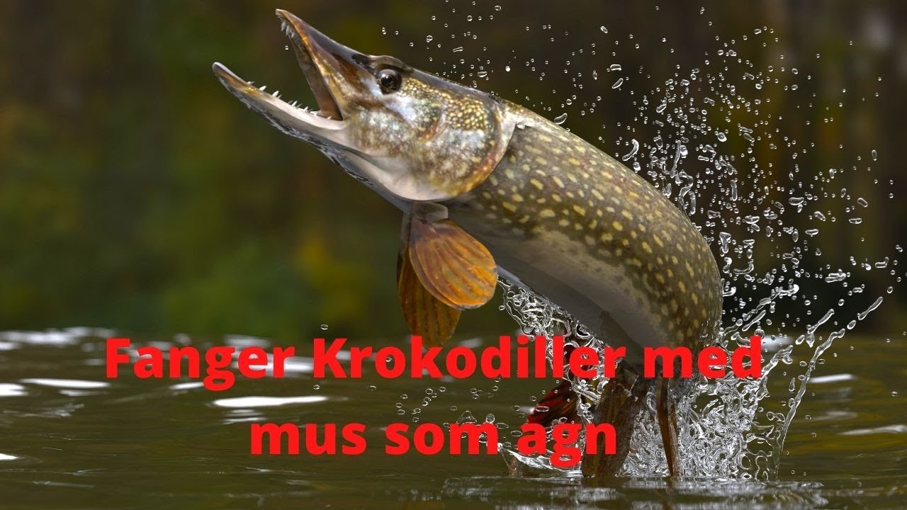 NaturNørd 280. Fisker efter krokodiller med mus som agn!!!