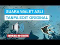 SUARA WALET ASLI TANPA EDIT ORIGINAL..