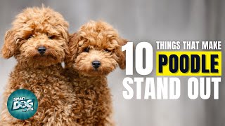 10 Things That Make a Poodle Stand Out by Smart Dog Lover 1,000 views 1 year ago 10 minutes, 21 seconds