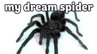 I Waited 2 YEARS for This Spider... 🖤