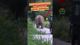 Cara Hewan Berterima Kasih Kepada Manusia