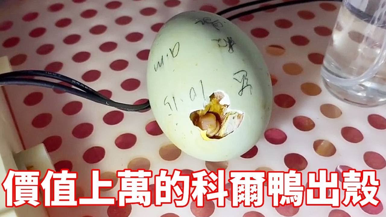 科尔鸭的孵化全过程日记来了！第一眼就被它萌到了，快来一起见证一下科尔鸭是怎么破壳而生又健康成长的吧！【蒙面鸟哥】