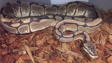 2018 Ball python collection update