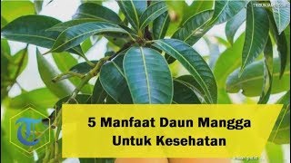 5 Manfaat Daun Mangga Untuk Kesehatan, Bisa Atasi Disentri dan Gangguan Pernapasan