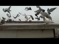 حمام للبيع 32 طير الصالحية دمشق سوريا المعلومات أسفل الفيديو في صندوق الوصف Sale Pigeons 