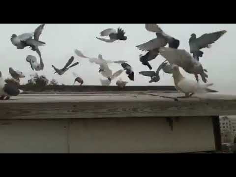 حمام للبيع 32 طير الصالحية دمشق سوريا المعلومات أسفل الفيديو في صندوق الوصف Sale Pigeons 