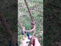 SELF TENDING BLAKES HITCH! #treework #climbing #arborist