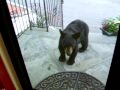 Baby Black Bear Cub Stops By For Breakfast In Vernon NJ