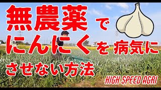 多分非常識!?にんにくに石灰をじかまき：無農薬でにんにくを病気にさせない方法