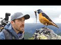Alpine birding  gobirdingvlog 6  birding vlog