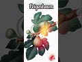Feigenbaum !  Die Vollversion findest du hier ! https://youtu.be/aMRKFmJSd4E?feature=shared
