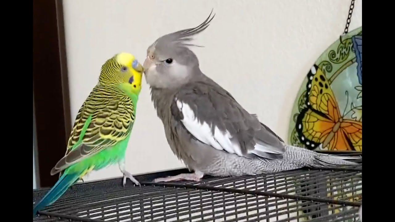 parakeet and cockatiel