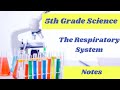Respiratory System Quiz