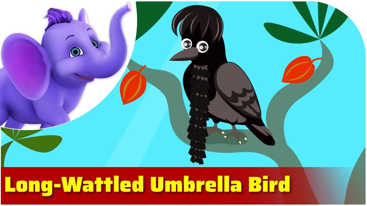 Long-wattled Umbrella Bird / Weird Animal Songs / Appu Series - YouTube