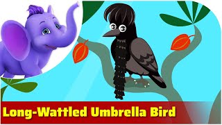 Longwattled Umbrella Bird / Weird Animal Songs / Appu Series