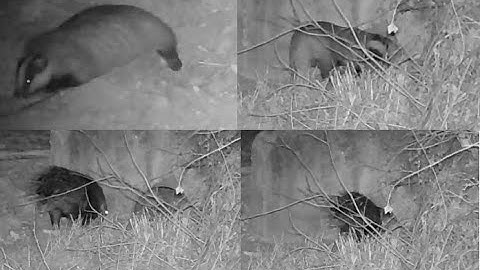 The badgers den- Episode 3 of 3 - The porcupine enters the badgers den!