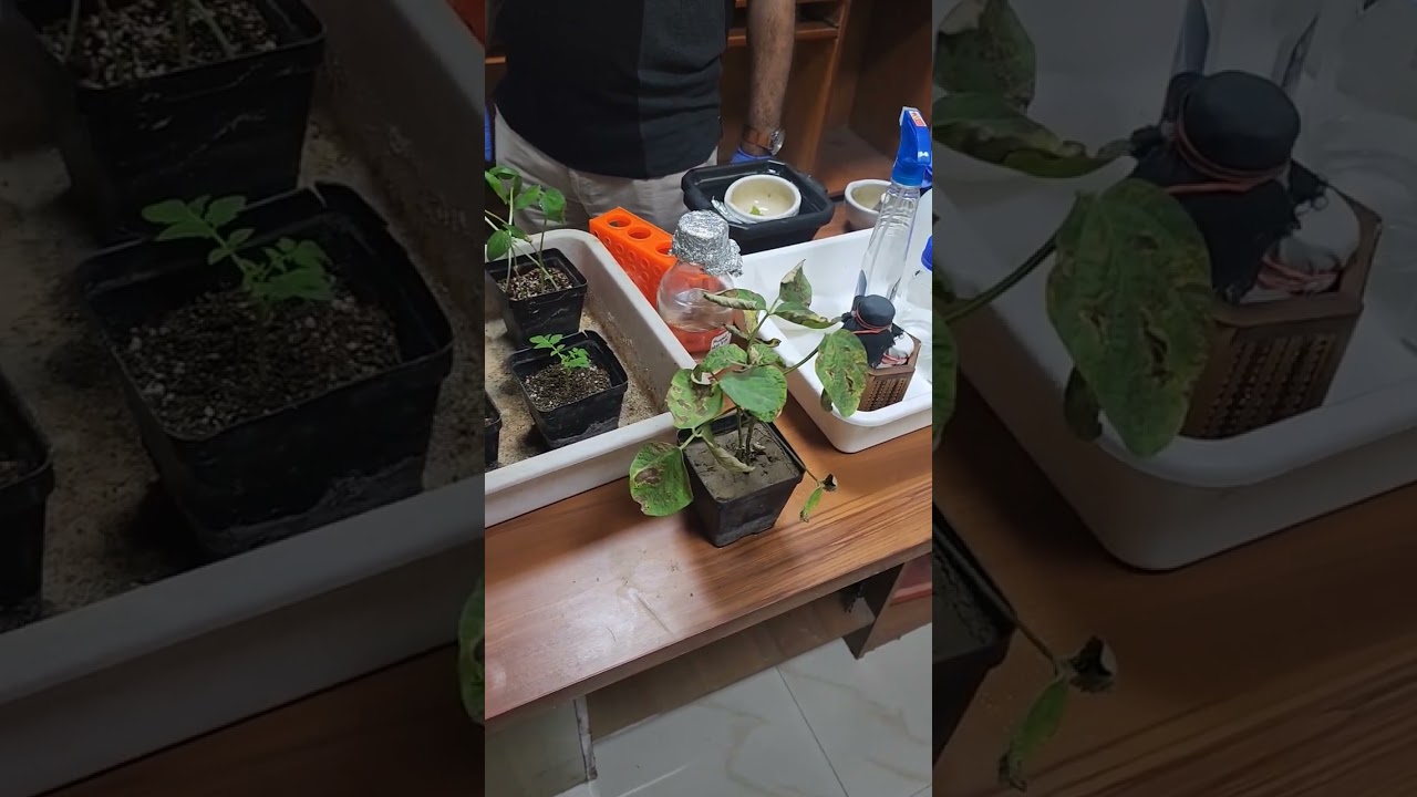 plant pathology 🪴practical 🌱 