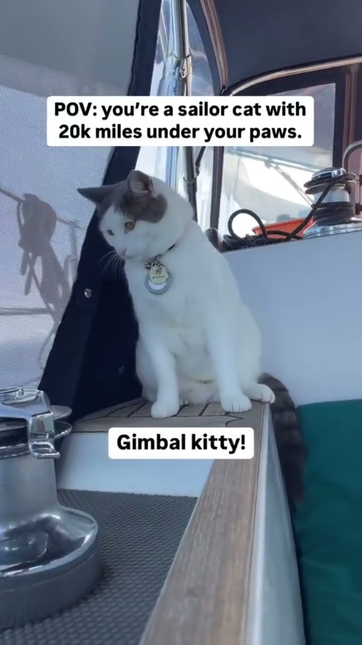Sailor kitty just getting its paws wet