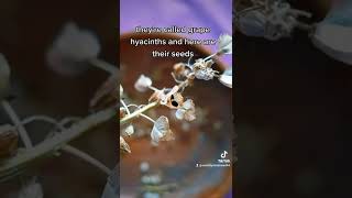 grape hyacinth seeds