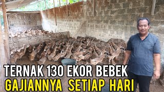 Bisa Dicoba, Ternak Bebek Petelur 130 Ekor Gajiannya Tiap Hari