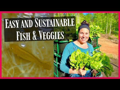 Video: Aquaponic Build: The Functioning System