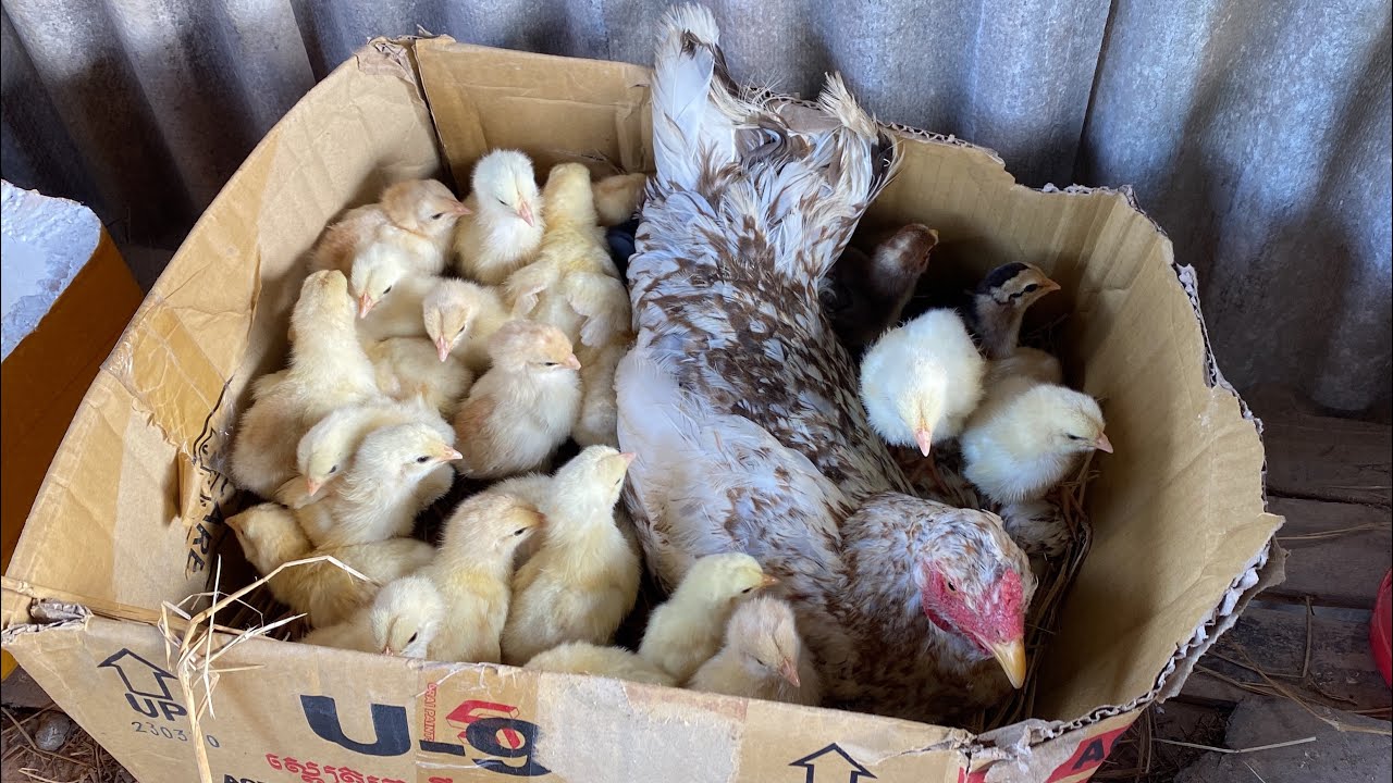 A Han Hatching 30 baby Chickens in Nest _ New Chickens Born YouTube