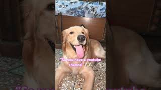 Hit the subscribe for roxcy🐶👇🏻#goldenretriever#funnydogs#dogshorts#cutedog#explore#fyp