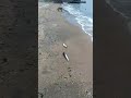 В Мариуполе рыбу массово выбросило на берег