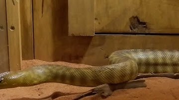 Woma Pythons - Breeding Pair in their enclosures