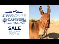 2023 auction live  chrome in the canyon premier mule sale