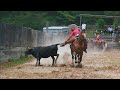 Coleadero En Lienzo Charro Los Manzanares!