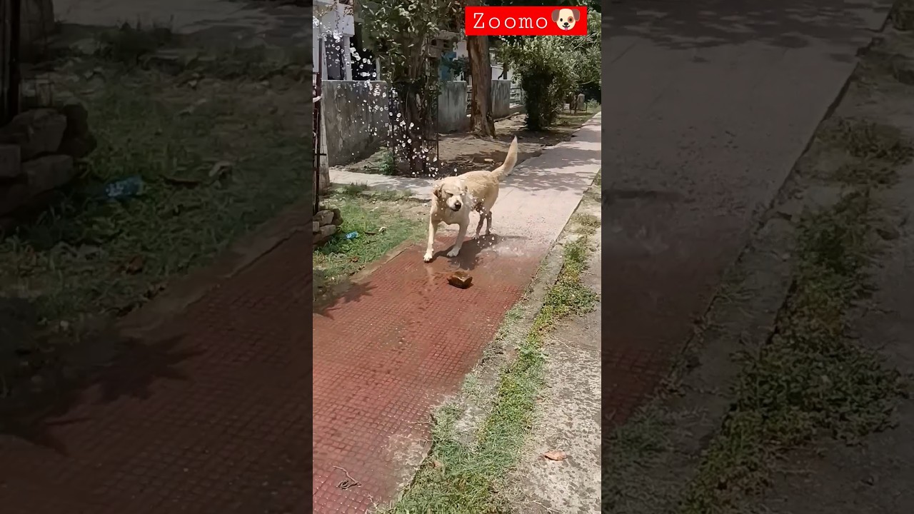 zoomo-labrador-bathing-viral-video-trending-short-video-youtube