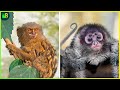 दुनिया के सबसे अनोखे बंदर  | 10 Rarest Monkeys in the World | Rare Monkey Species