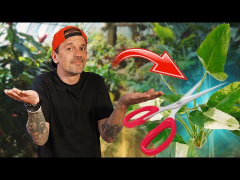 COMMENT AVOIR DES PLANTES À L'INFINI?! - TOOPLANTES