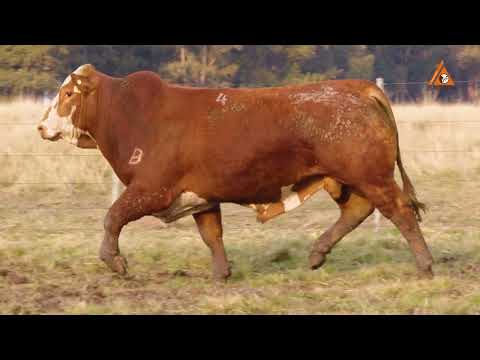 LOTE 04 TAT 1575 M Braford