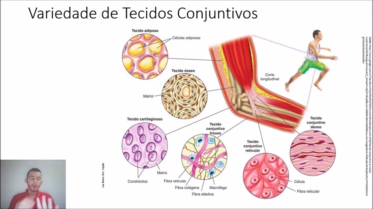 Csti Fcc Ava 6 Ano Tecido Conjuntivo Youtube Csti Fcc Ava 6 Ano Tecido Conjuntivo Youtube