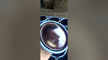 Trực tiếp cơ sở sản xuất sương sáo (thạch đen) số lượng lớn.